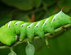 Tomato Hornworm, Manduca Quinquemaculata
Shutterstock.com
New York, NY