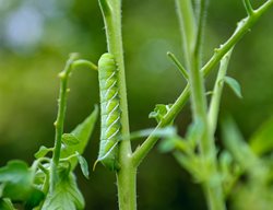 Tomato Hornworm
Shutterstock.com
New York, NY