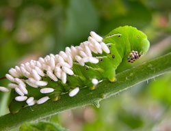 Tomato Hornworm With Wasp Eggs, Braconid Wasp Eggs
Shutterstock.com
New York, NY