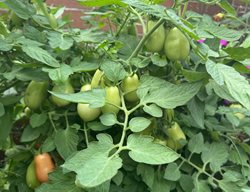 Tomato Plant
Garden Design
Calimesa, CA