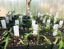 Tomato Plant Seedlings
Garden Design
Calimesa, CA