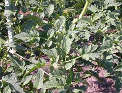 Tomato Plant, Tomato Plant Without Fruit
Missouri Botanical Garden
St. Louis, MO