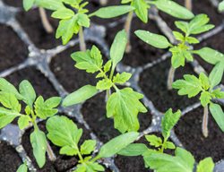 Tomato Seedlings, Seedling Tomato Plants
Shutterstock.com
New York, NY