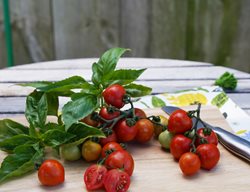 Tomatoes And Basil
Proven Winners
Sycamore, IL