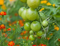 Tomatoes And Marigolds, Companion Planting
Shutterstock.com
New York, NY