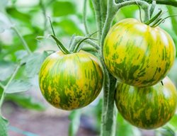 Tomatoes 
Garden Design
Calimesa, CA