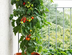 Tomatoes Growing On Balcony
Shutterstock.com
New York, NY