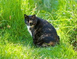 Tonka Cat
Garden Design
Calimesa, CA