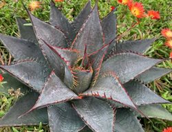 'tooth Fairy' Mangave
Proven Winners
Sycamore, IL