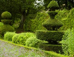 Topiary
Garden Design
Calimesa, CA