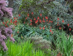 Torch Aloe, Aloe Arborescens
Garden Design
Calimesa, CA