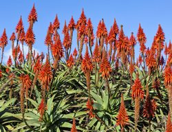 Torch Aloe, Aloe Arborescens
Shutterstock.com
New York, NY