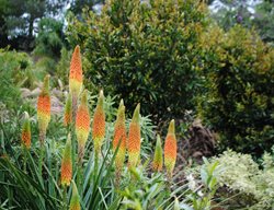 Torch Lily, Kniphofia
Garden Design
Calimesa, CA