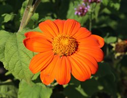 Torch Tithonia, Mexican Sunflower 'torch'
Shutterstock.com
New York, NY