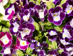 Torenia Flowers, Clown Violet And Clown Pink Torenia
Garden Design
Calimesa, CA