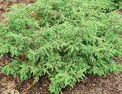 Tortuga Juniper, Juniperus Communis
Proven Winners
Sycamore, IL