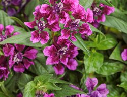 Totally Tempted Vivid Violet Cuphea, Cuphea Procumbens
Proven Winners
Sycamore, IL
