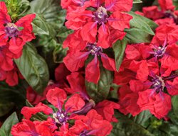 Totally Tempted Watermelon Wine Cuphea, Cupha Procumbens
Proven Winners
Sycamore, IL