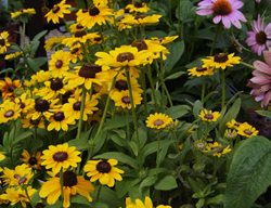 Toto Lemon, Black Eyed Susan
Millette Photomedia
