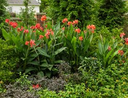 Toucan Dark Orange Canna Lily, Canna Generalis
Proven Winners
Sycamore, IL