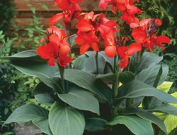 Toucan Red, Red Canna Lily
Proven Winners
Sycamore, IL