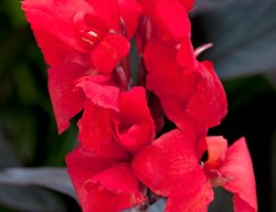 Toucan Scarlet Canna, Canna Generalis 
Proven Winners
Sycamore, IL