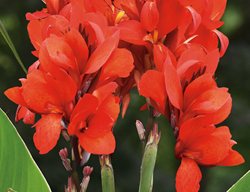 Toucan Scarlet Canna Lily
Proven Winners
Sycamore, IL