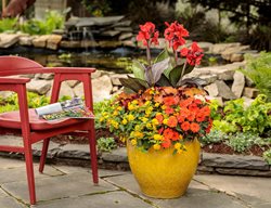 Toucan Scarlet In Container, Toucan Scarlet Canna Lily
Proven Winners
Sycamore, IL