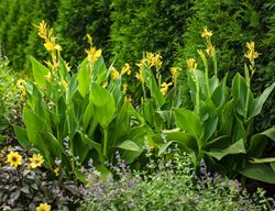 Toucan Yellow Canna Lily, Canna Generalis, Yellow Canna Lily
Proven Winners
Sycamore, IL