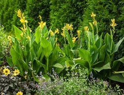 Toucan Yellow Canna Lily, Canna Generalis, Yellow Canna Lily
Proven Winners
Sycamore, IL