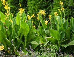 Toucan Yellow Canna, Yellow Canna
Proven Winners
Sycamore, IL
