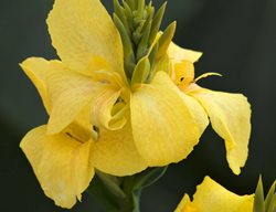 Toucan Yellow Flower, Yellow Canna Flower
Proven Winners
Sycamore, IL