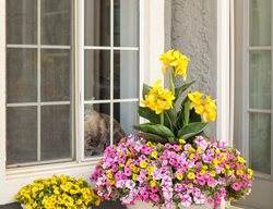 Toucan Yellow In Pot, Toucan Yellow Canna Lily
Proven Winners
Sycamore, IL