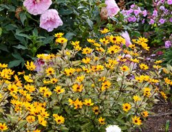 Touch Of Blush False Sunflower, Heliopsis Helianthoides
Proven Winners
Sycamore, IL
