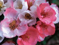 Toyo-Nishiki Quince, Chaenomeles Speciosa, Pink And White Flowers
Spring Meadow Nursery
Grand Haven, MI