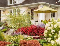 Tracy's Garden, Hillside Planting
Proven Winners
Sycamore, IL