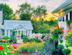 Tracy's Greenhouse, Colorful Garden
Plaids and Poppies
Dorr, MI