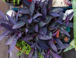 Tradescantia Pallida, Tradescantia In Pot
Shutterstock.com
New York, NY