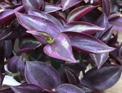 Tradescantia Zebrina, Purple Spiderwort
Proven Winners
Sycamore, IL