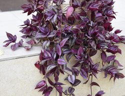 Tradescantia Zebrina, Wandering Dude Plant
Shutterstock.com
New York, NY