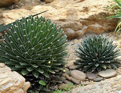 Transplant Agaves And Other Succulents
Garden Design
Calimesa, CA