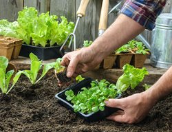 Transplant And Sow Cool-Season Crops 
Garden Design
Calimesa, CA