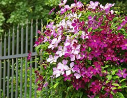Transplant Clematis
Garden Design
Calimesa, CA