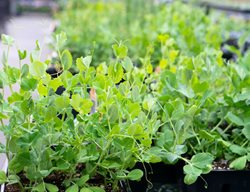 Transplant Cool-Season Plants
Garden Design
Calimesa, CA