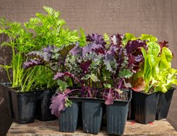 Transplant & Direct Sow Cool-Season Crops 
Garden Design
Calimesa, CA