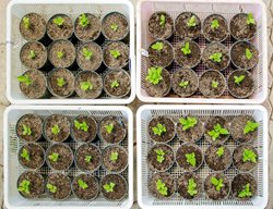 Transplant Kitchen Garden Starts & Direct Sow Seed
Garden Design
Calimesa, CA
