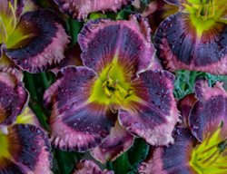 Transplant Perennials 
Garden Design
Calimesa, CA