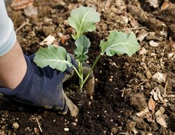 Transplant Starts For Cool-Season Produce
Garden Design
Calimesa, CA