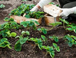 Transplant Strawberries
Garden Design
Calimesa, CA