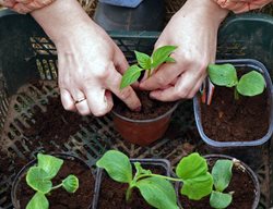 Transplant Warm-Season Crops
Garden Design
Calimesa, CA